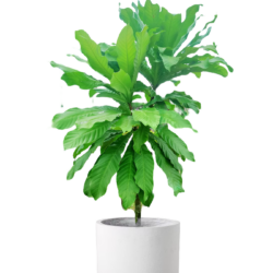 Barringtonia macrostachya - Jack Kurz